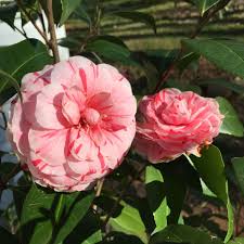 Camellia Japonica La Peppermint Blooms Are White To Pink With A Deep Pink Stripe This Plant Blooms From February To May In Our Front Camellia Bloom Plants