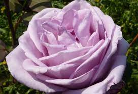 Data specific to roses (edit). Blue Moon Rose Hybrid Tea Potted And Bare Root Roses Available To Buy Online From British Roses
