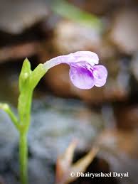 Image result for Linderniaceae