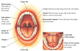 But the virus can cause changes in the mouth and throat making them more likely to become cancerous in the future. Oral Cancer How Common Are Oral Cancers Oral Cancer Causes Treatments Ucla