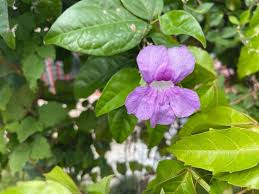 Image result for Bignoniaceae