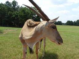 They are logged at info level in the log category: Highland Cattle Scotland Picture Of Cherokee Trace Drive Thru Safari Jacksonville Tripadvisor