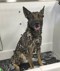 Pet food / supplies add category. St Pete Police On Twitter Rub A Dub Dub Stpetepd K 9 Crush In The Tub Thank You To Everyone At Pet Food Warehouse For Letting Use Their Self Serve Baths Https T Co Nd2t8sipv5