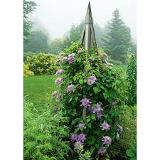 First in late spring to early summer, then in late summer to early fall. Clematis Crystal Fountain Regal White Flower Farm