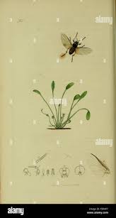 Image result for Limosella maior