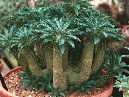 Image result for Dorstenia psilurus
