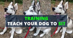 Spend some time watching your dog. Teach A Dog To Sit Husky Advisor