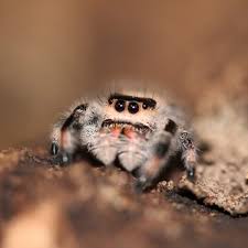 Camel spiders have gray or brown abdomens with light brown legs. Exciting Range Of Spiders Available To Buy In Store Evolution Reptiles