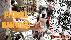 Pitbull Beslemek Icin Gerekenler