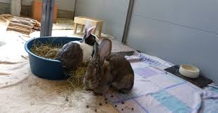 Bei schönem wetter genießen sie in ihrem freigehege den sonnenschein und das frische grün. Pkbjj Ojbbrqlm