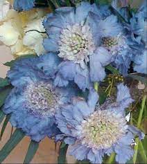 Pin On Flowers And Blossom