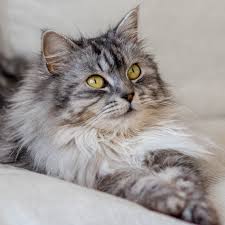 Diskutiere katze kotet und uriniert nicht, hilfe! Katze Uriniert Archive Seite 4 Von 5 Petra Ott Katzen Erlebniswelt