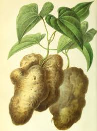 Image result for Dioscorea dregeana
