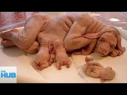 Check spelling or type a new query. 19 Most Bizarre Bathrooms In The World Youtube Hybrid Dogs Human Cow Hybrid Art