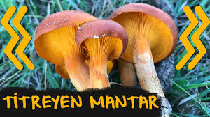 Agulu Mantari Zehirli Mi Omphalotus Olearius Youtube