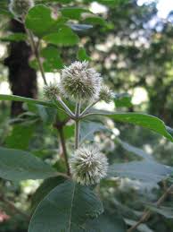 Image result for Cyathula polycephala