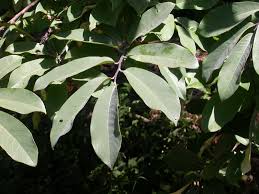 Image result for Monodora minor