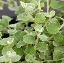 Image result for Helichrysum aureum