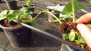 Cilek Fidesi Nasil Cogaltilir Youtube