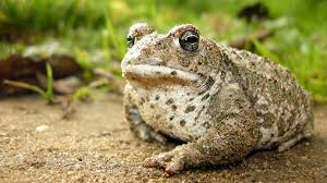How many frogs and toads can you eat in one year? Uk Amphibians Guide Wwt