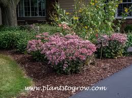 Image result for Pavetta hymenophylla