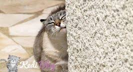 Kedi Hormon Hap Zarar Arsivleri Kedi Blog