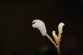 Image result for Didymoplexis