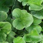 Image result for Gunnera perpensa