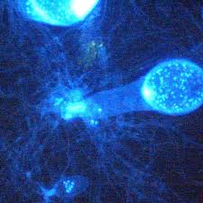University of innsbruck | uibk · institute of microbiology. Institute Of Microbiology Innsbruck Posts Facebook