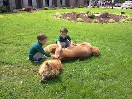 Llama Nap Time Zoo Animals Pet Travel Pony Rides