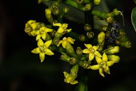 Image result for Psychotria capensis