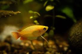 Karena ikan ini sering dikonsumsi dan dijadikan lauk pauk teman nasi. 5 Jenis Ikan Sepat Dan Harganya Ikanesia Id