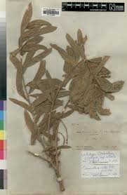 Image result for Combretum mossambicense