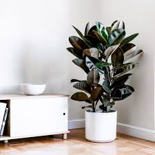 8 Indoor Plants To Help Purify And De Stress Your Home In 2020 Tall Indoor Plants Rubber Tree Plant Rubber Plant Care