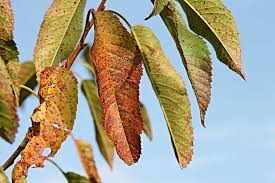 Wild cherry is often found on the edge of woodlands on alkaline soil. Hd Wallpaper Leaves Cherry Fruit Tree Colored Brown Discolored Autumn Wallpaper Flare