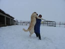 The Kangal Dog Kopek