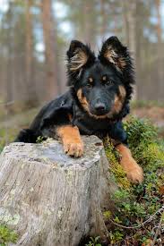 Cali The Chodsky Pes That Feel When You Get A Mail From Konaleashes Beautiful Dogs Dog Breeds German Shepherd Puppies