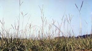 Image result for Paspalum scrobiculatum