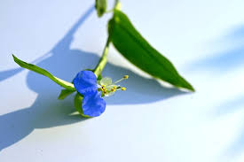 Image result for Commelinaceae