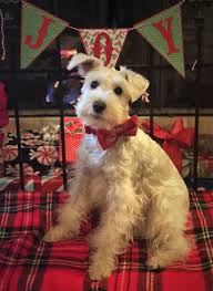 Santa S Little Helper Finn 8 Months Schnauzer Miniature Schnauzer Puppies Schnauzer Puppy