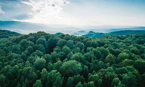 ‫غابة‬‎ ile ilgili görsel sonucu