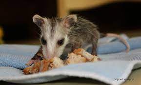 Tiny Baby Possum Eating A Pork Chop Baby Possum Nature Photography Possum