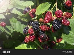 What is the difference between mulberry and blackberry? Blackberry Bush Close Image Photo Free Trial Bigstock