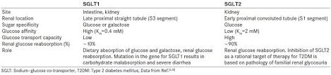 A Comparison Of Selected Characteristics Of Sglt1 And Sglt2