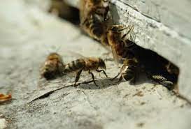 We offer hassle free online shopping for an organic lifestyle. Jim Rice An Introduction To Bees Home Garden Lompocrecord Com