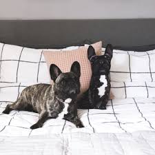 I had received a custom pet portrait pillow ordered by a family member from within the usa and we loved it that much, we wished to order another one. Helen Penny Storefront Notonthehighstreet Com