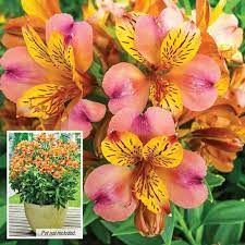 Majestic Henri Alstroemeria Breck S Alstroemeria Shade Flowers Pretty Flowers