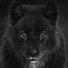 Artstation Black Wolf Head Massimo Righi In 2020 World Elephant Day Black Wolf Save The Elephants