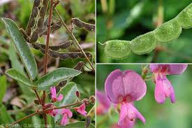 Image result for Desmodium incanum