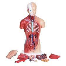 This diagram depicts torso muscles diagram. Buy Unisex Human Torso Body Anatomy Anatomical Model Internal Organs Skeleton System At Affordable Prices Price 38 Usd Free Shipping Real Reviews With Photos Joom
